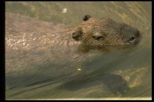 Capybara, capybara capybara (hydrochoerus hydrochaeris), cel mai mare rozătoare din lume, masă, lungime