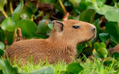 Capybara, capybara capybara (hydrochoerus hydrochaeris), cel mai mare rozătoare din lume, masă, lungime