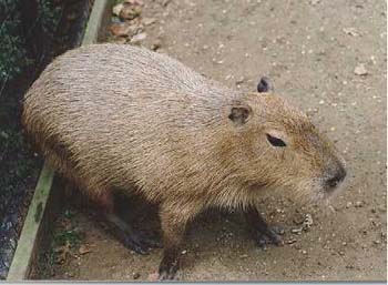 Capybara, capybara capybara (hydrochoerus hydrochaeris), cel mai mare rozătoare din lume, masă, lungime