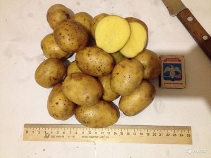Картопля - мелодія опис сорту і фото, характеристики коренеплоду, а так само агротехніка