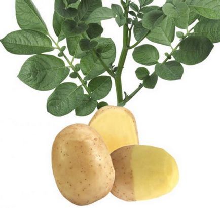 Картопля - мелодія опис сорту і фото, характеристики коренеплоду, а так само агротехніка