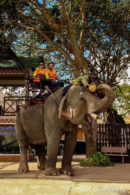 Mergem pe elefanți sălbatici în daklak