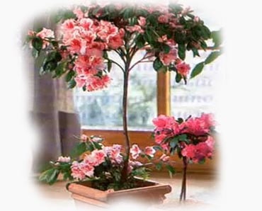 Каталог кімнатних рослин і квітів для будинку, енциклопедія домашніх рослин з фото