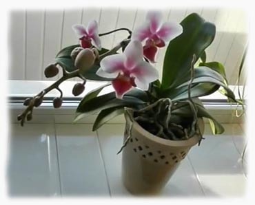 Catalog de plante de casa si flori pentru casa, enciclopedie de plante domestice cu fotografii