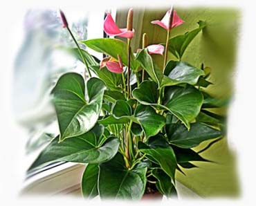Каталог на стайни растения и цветя за дома, енциклопедията на стайни  растения със снимки