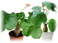Каталог кімнатних рослин і квітів для будинку, енциклопедія домашніх рослин з фото