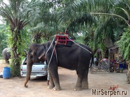Катання на слонах - очікування і реальність історії реальних подорожей
