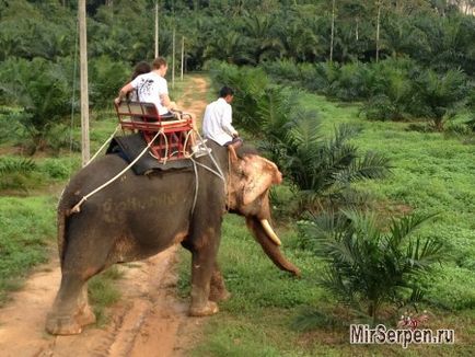 Elephant riding - așteptările și realitatea istoriei călătoriei reale