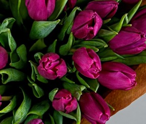 До чого сняться тюльпани у вазі і на грядці - сонник розтлумачить сновидіння