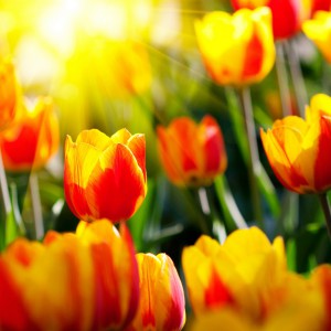 Miért álom tulipánok vázában és a kertben - Álom Tolmács értelmezi egy álom