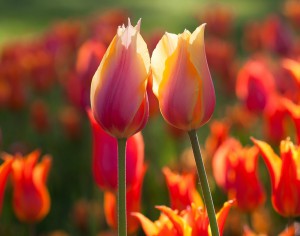 До чого сняться тюльпани у вазі і на грядці - сонник розтлумачить сновидіння