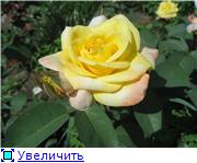 Kijev kert - jó hangulat - Téma megtekintése - óvodai Antipova