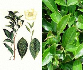 Китайський чай, корисні властивості чаю, застосування в лікуванні захворювань