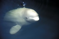 Кіт белуха - полярний дельфін