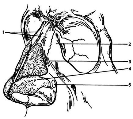 Anatomia clinică a nasului
