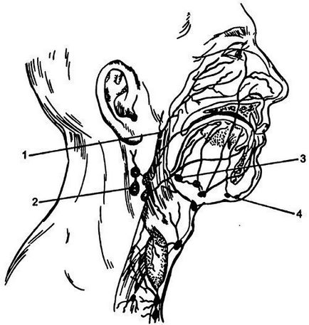 Anatomia clinică a nasului