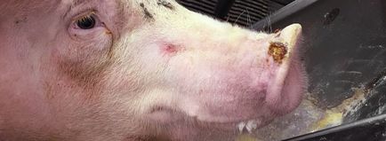 Клінічні випадки в світі везикулярна хвороба свиней, викликана інфекцією сенекавіруса а, від ферми