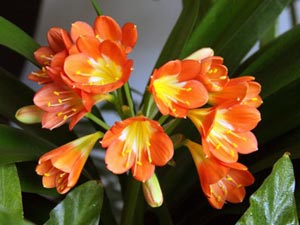 Clivia - îngrijirea reproducerii, udării, transplantului