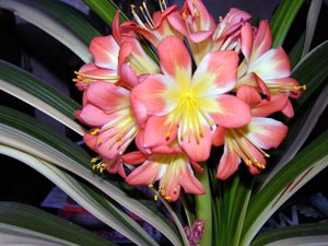 Clivia - ellátás tenyésztés, öntözés, transzplantációs