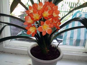 Clivia - ellátás tenyésztés, öntözés, transzplantációs