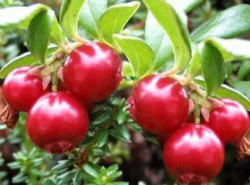 Cranberry de la rețete de presiune, utilizarea de afine în hipertensiune arterială