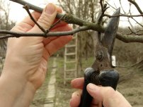 Când și cum se taie tufele de fructe de pădure, un horticulturist (gospodin)