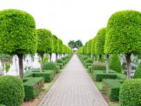 Când și cum se taie tufele de fructe de pădure, un horticulturist (gospodin)