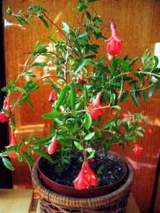 Pomegranat interior Creșterea copilului