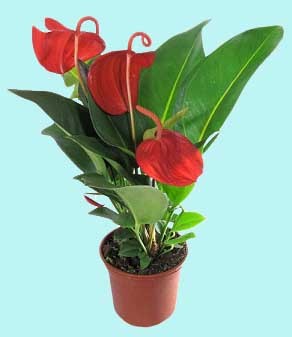 Floare de flori de cameră - anthurium