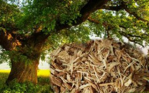 Utilizarea scoarței de stejar, proprietăți, indicații de utilizare și contraindicații, cunoștințe populare din
