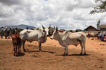 Vaca Zebu