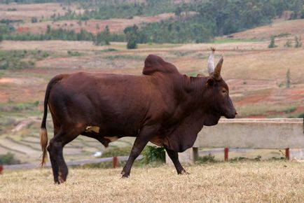 Zebu tehén (szarvasmarha) zebu tehén