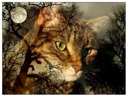 Кішка в світі чаклунства, інша реальність