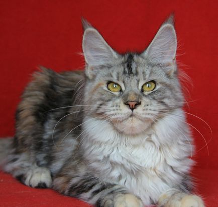 Pui - Maine Coon Canisa Sheggi Angel