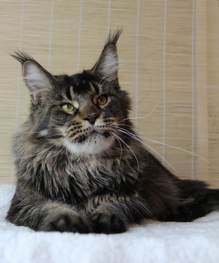 Pui - Maine Coon Canisa Sheggi Angel