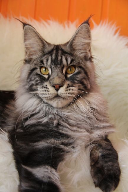 Pui - Maine Coon Canisa Sheggi Angel