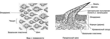 Pielea de pește și derivații săi