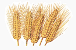 крохмаль пшеничний