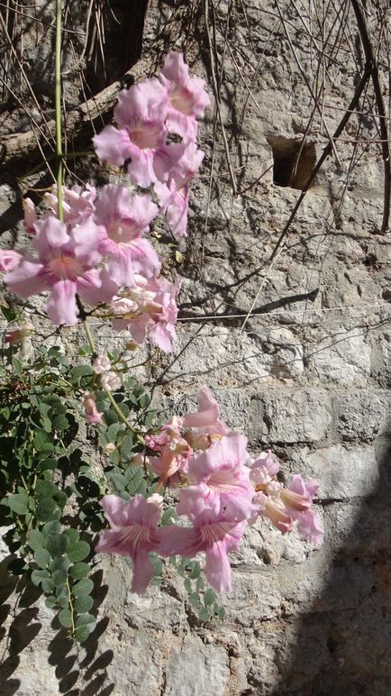 Cetatea zidului în g