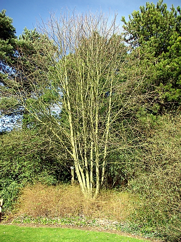 Aschini de dimensiuni mari (vânzare, plantare), compania ooo nouă pădure (moscow)