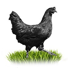Купити курей породи павловська - птицеводческое господарство «золотий гребінець»