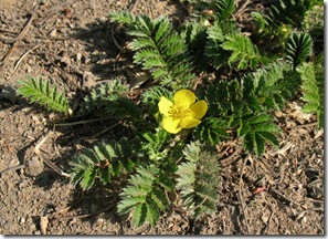 Cinquefoil, plante medicinale