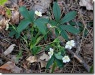 Cinquefoil, plante medicinale