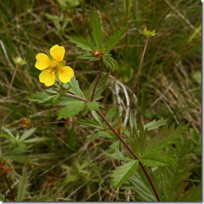 Cinquefoil, plante medicinale