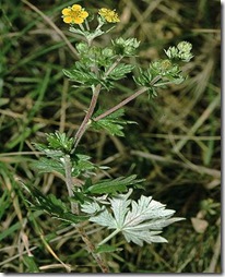 Cinquefoil, plante medicinale