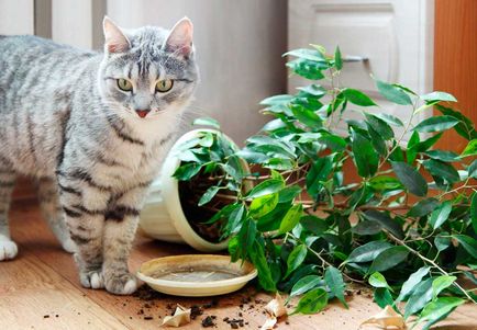 Protecția Lifshak de flori de la o pisică, muscote