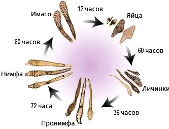 Tratamentul acarianului ocular în moduri diferite