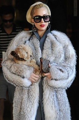 Lady Gaga nu face parte cu cainele ei fozzylady gaga