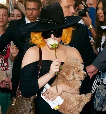 Lady Gaga nem része a kutyájával fozzilady gaga