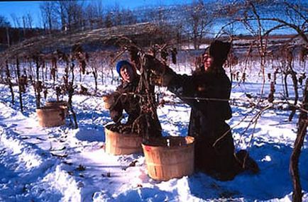 Vin de gheață